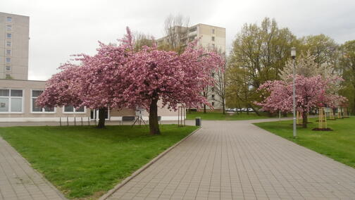 Akademie GRACE - Klub Polabiny IV - Jazyková škola - Pardubice II - ilustrační foto